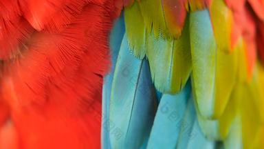 关闭<strong>红色</strong>的亚马逊<strong>朱红色</strong>金刚鹦鹉鹦鹉破澳门热带丛林森林野生动物色彩斑斓的肖像鸟